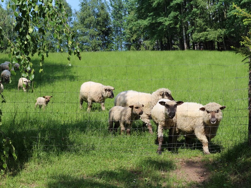 chov ovcí
