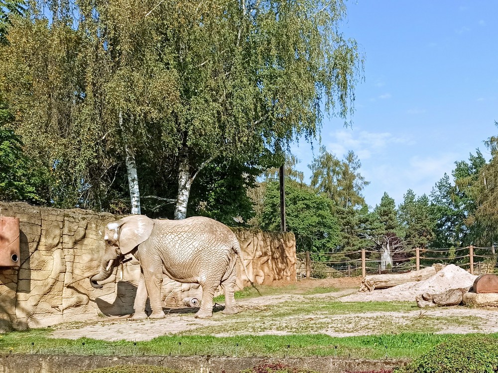 Zoo Dvůr Králové